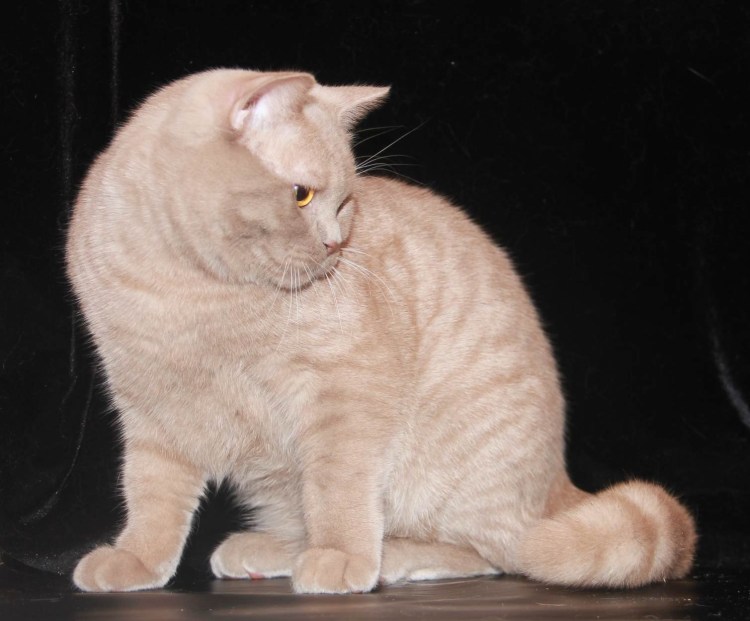 Абиссинская кошка фавн