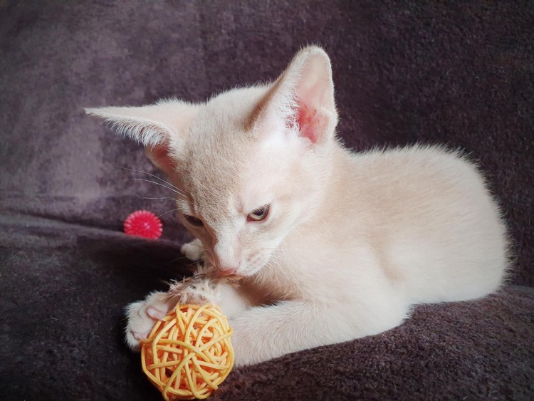 Абиссинская кошка фавн