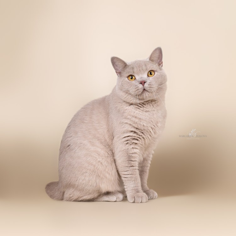 Британская короткошёрстная кошка фавн
