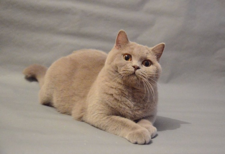 Британская короткошёрстная кошка лиловая