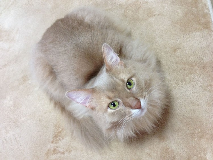 Ориентал лиловый табби