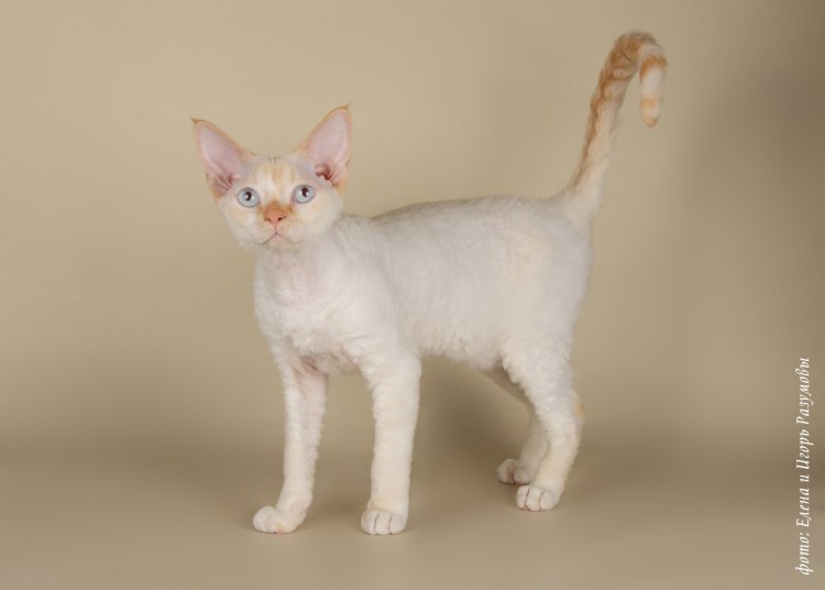 Фавн (Fawn) кошка