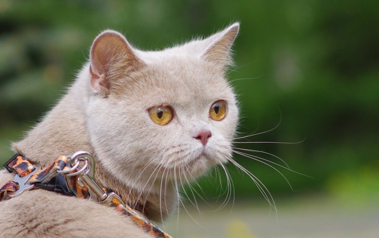 Британский кот окрас фавн