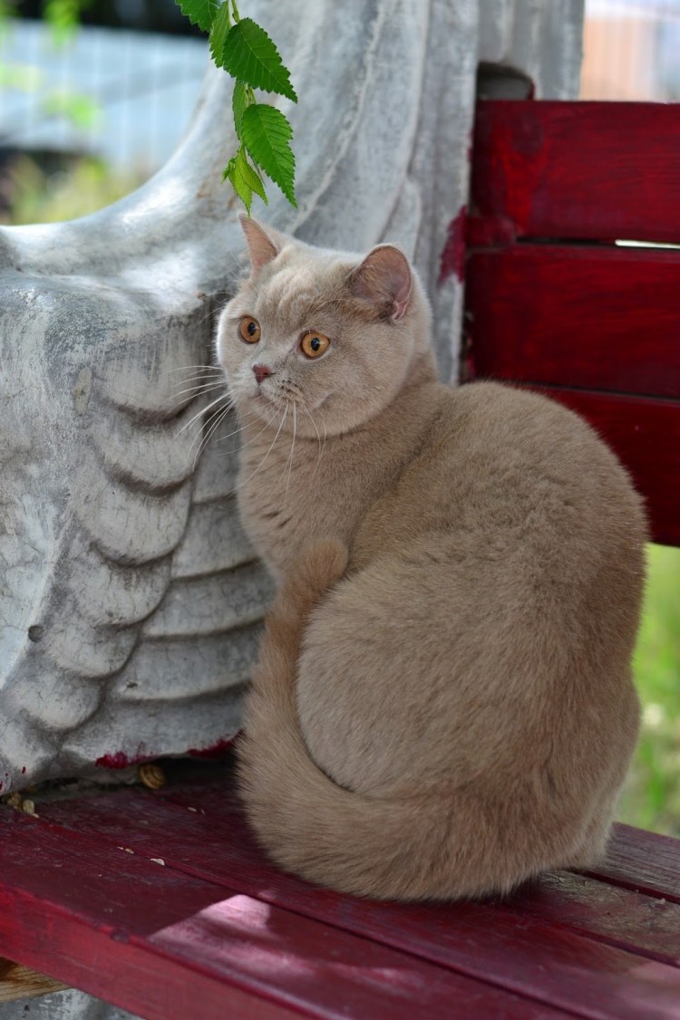 Окрас фавн британских кошек фото