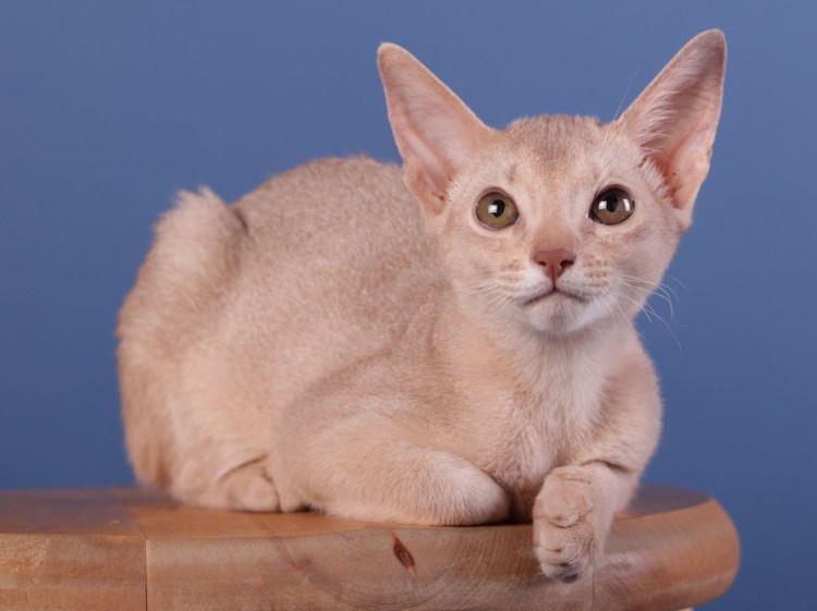 Редкий окрас фавн