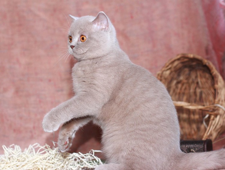 Британский кот окрас фавн