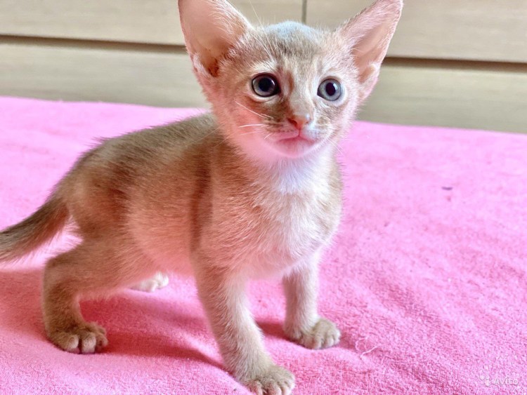 Лиловый табби британец