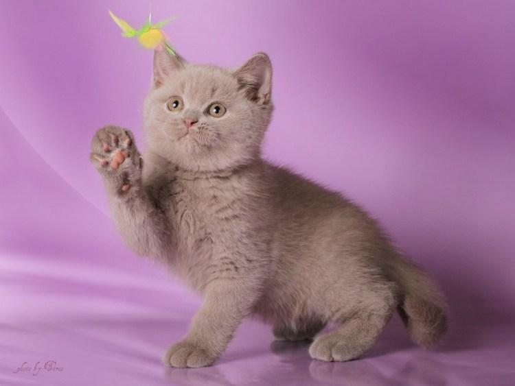 Девон рекс пойнтовый окрас