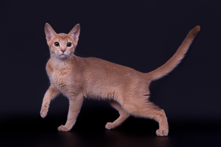 Абиссинский кот фавн