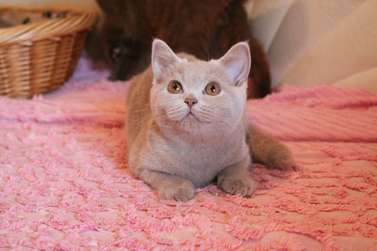 Фавновый окрас