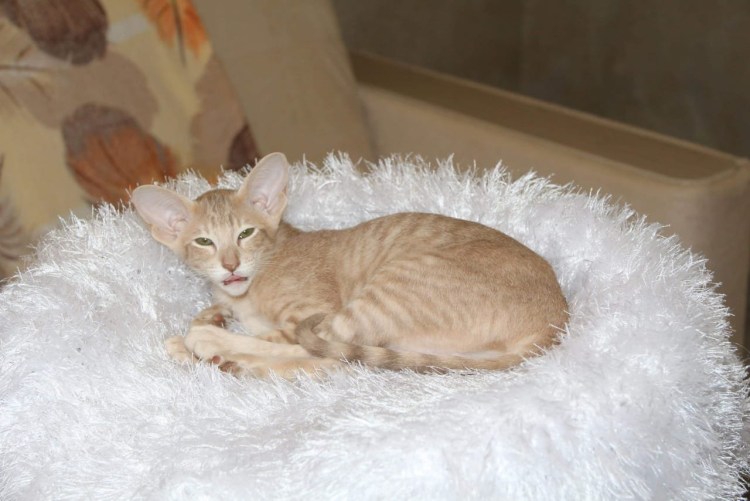 Британец фавн