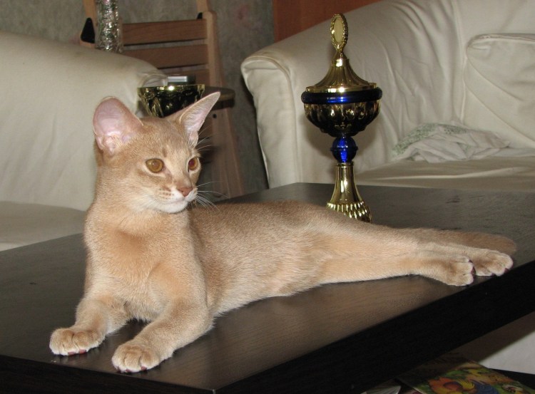 Ориентальная кошка фавн