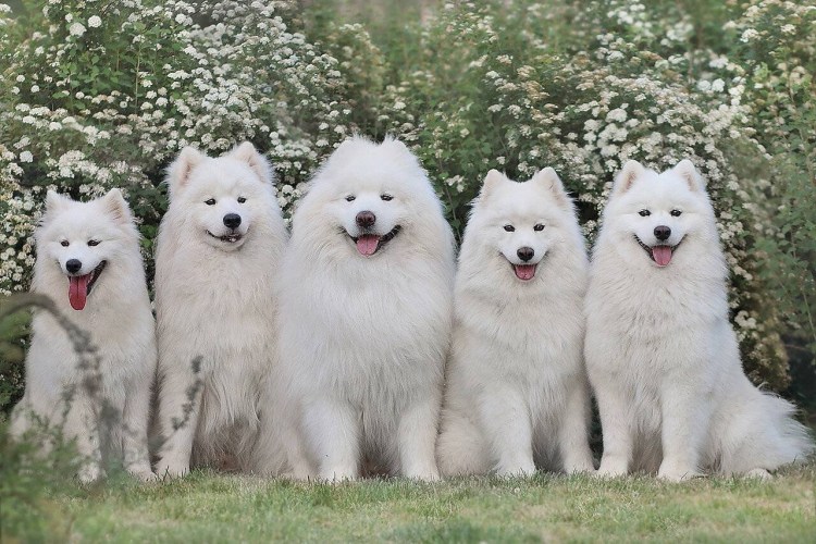 Самоедская лайка маленькая