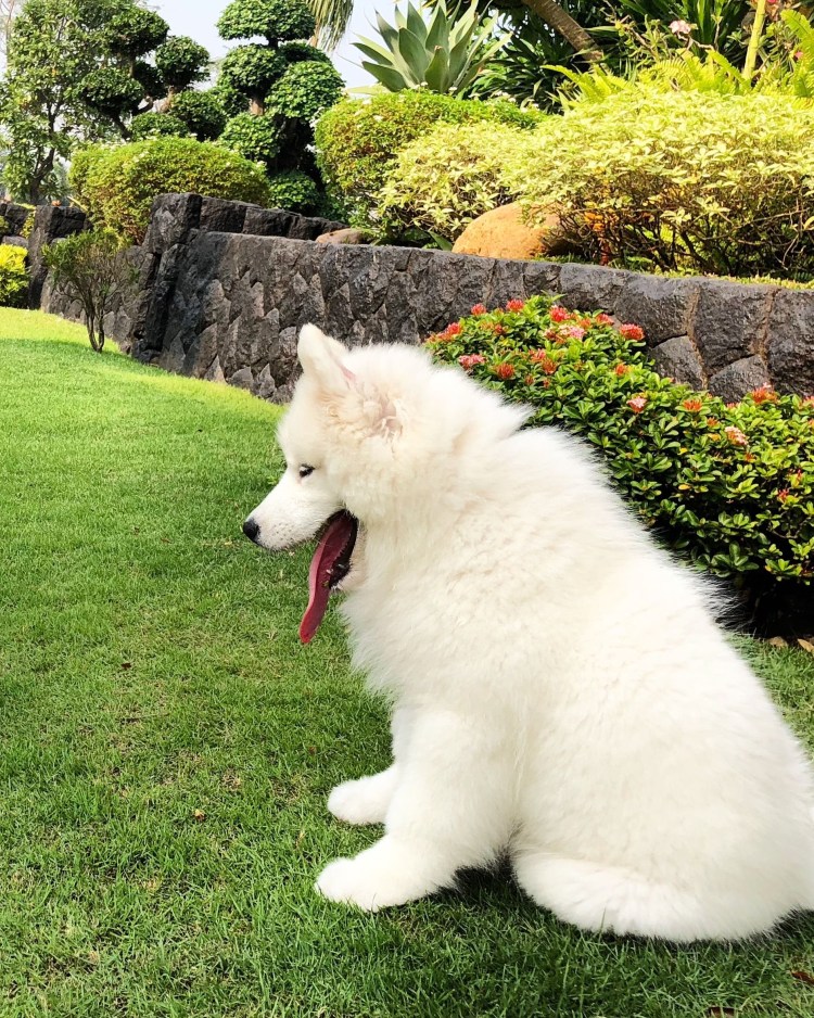 Среднеазиатская лайка