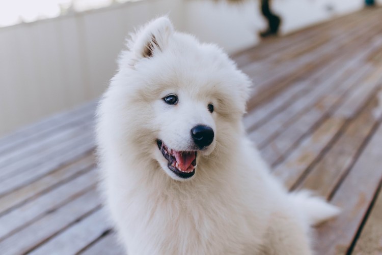 Самоедская овчарка
