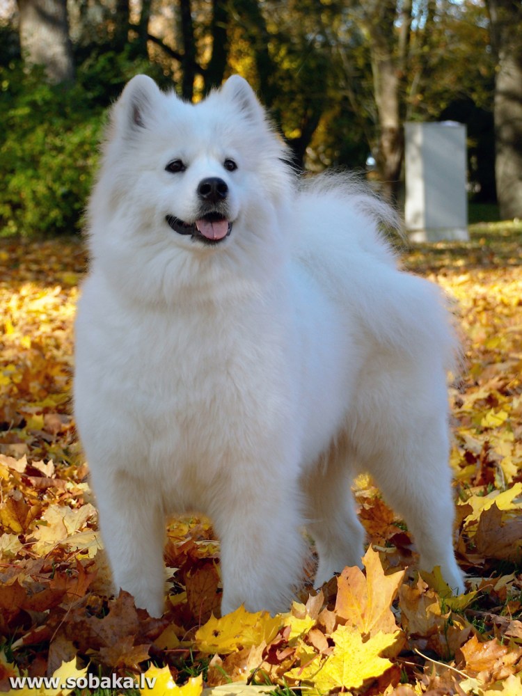 Японский шпиц