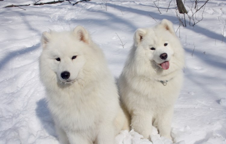 Арктический шпиц самоед