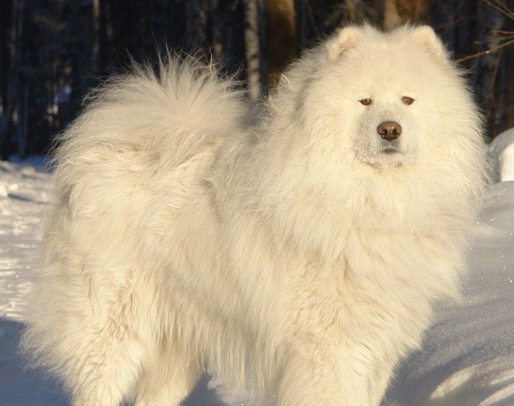 Самоедская лайка