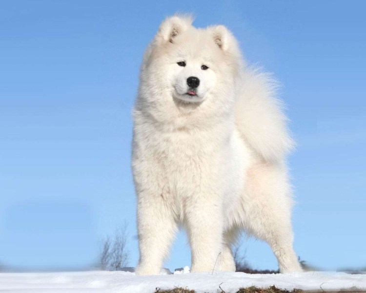 Аляскинский самоед