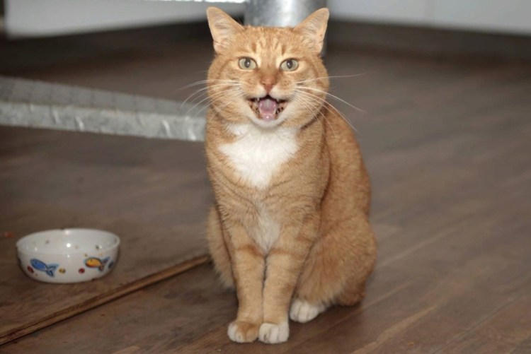 Смешные коты британцы