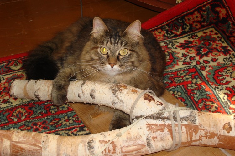 Косолапый кот