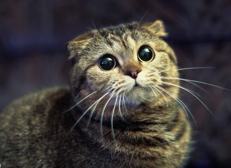 Няшный котик