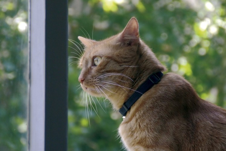 Сатиновая кошка