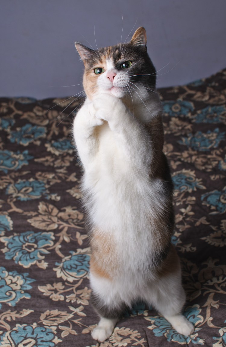 Виноватый котик