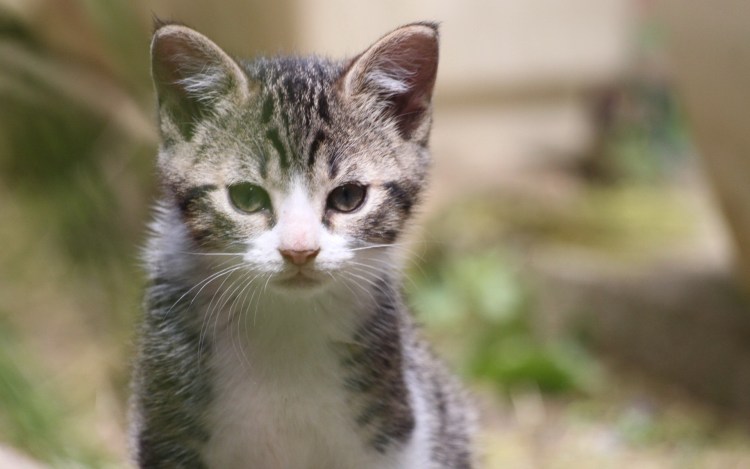 Коробка для кошки