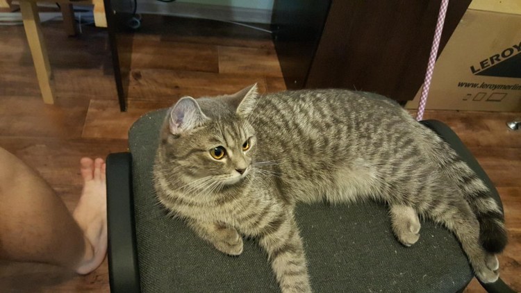 Кошка выпрашивает еду