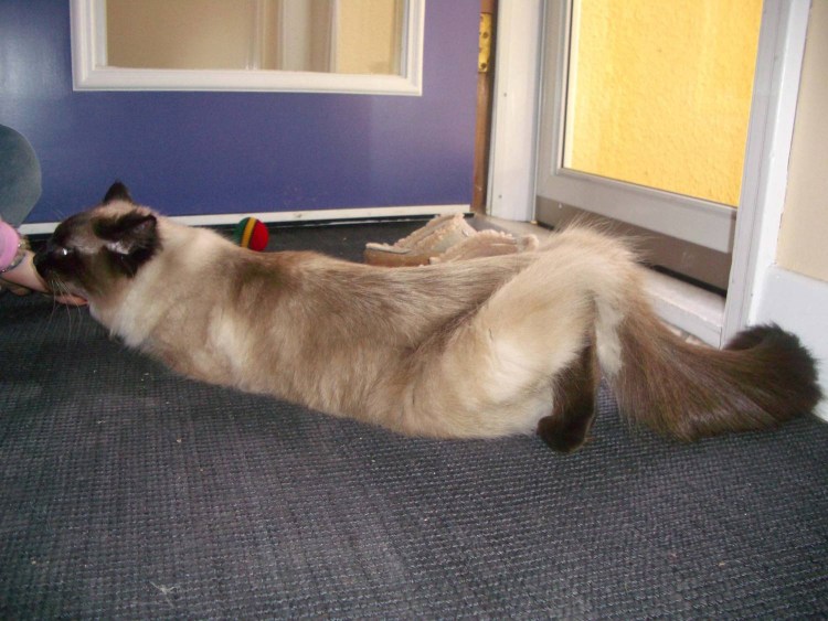 Котенок просит