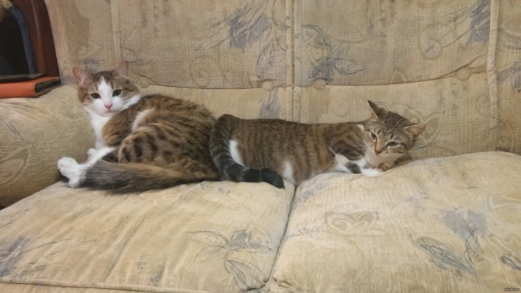 Кот хочет кошечку