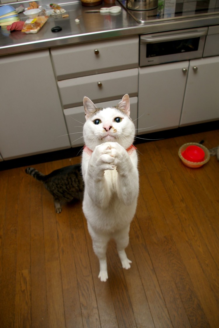 Период спаривания у кошек