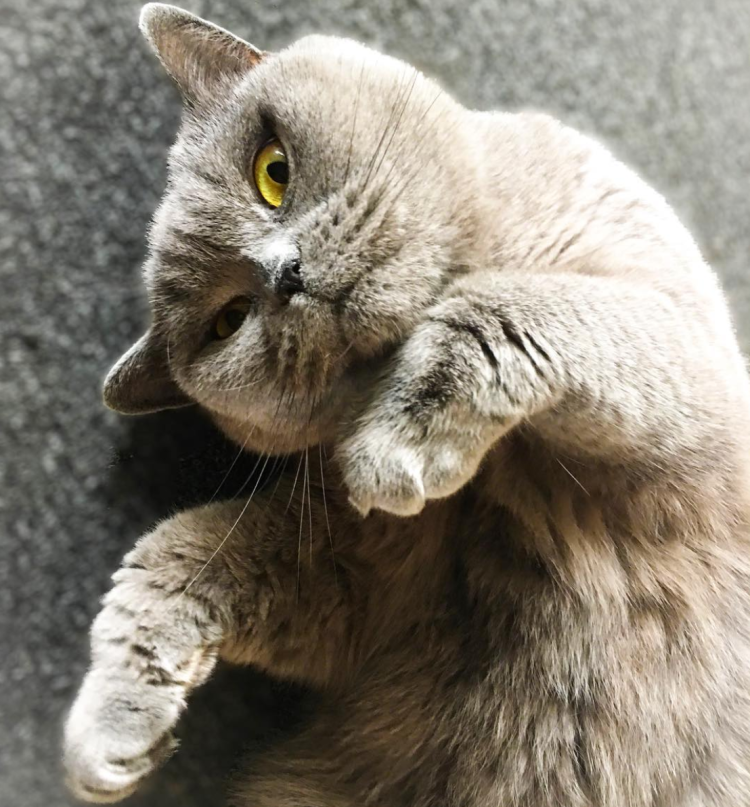 Котик выпрашивает