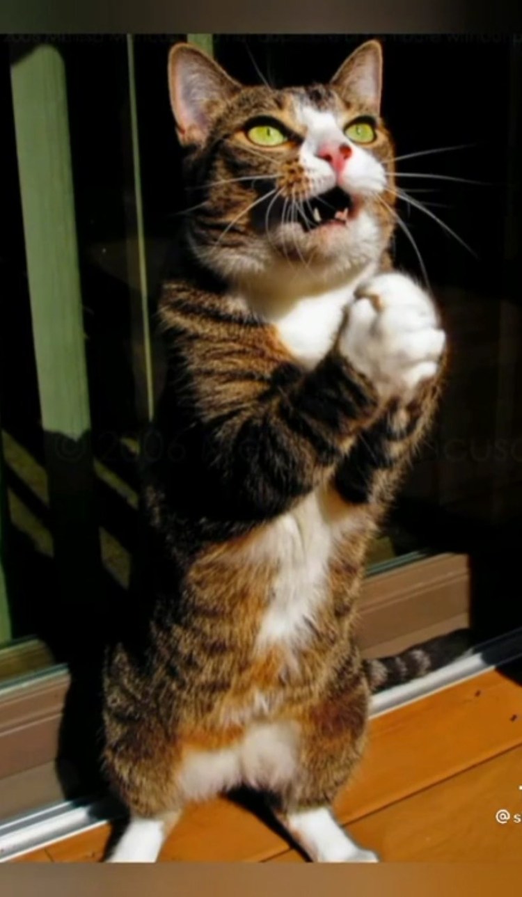 Голодный котенок