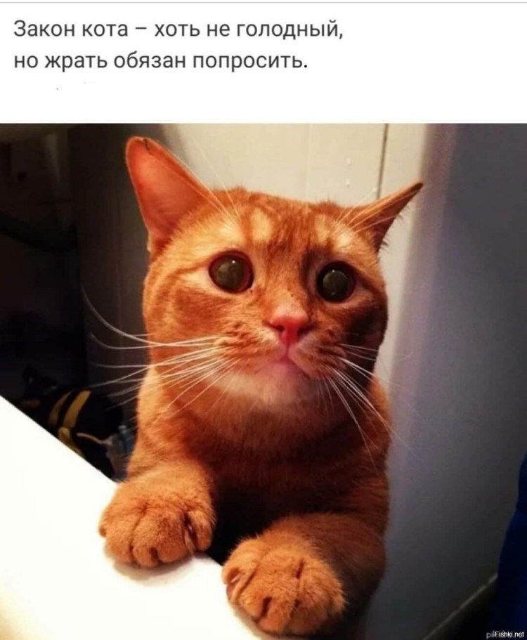 Умоляющий котик