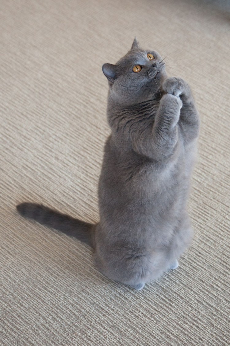 Кошка просит кота