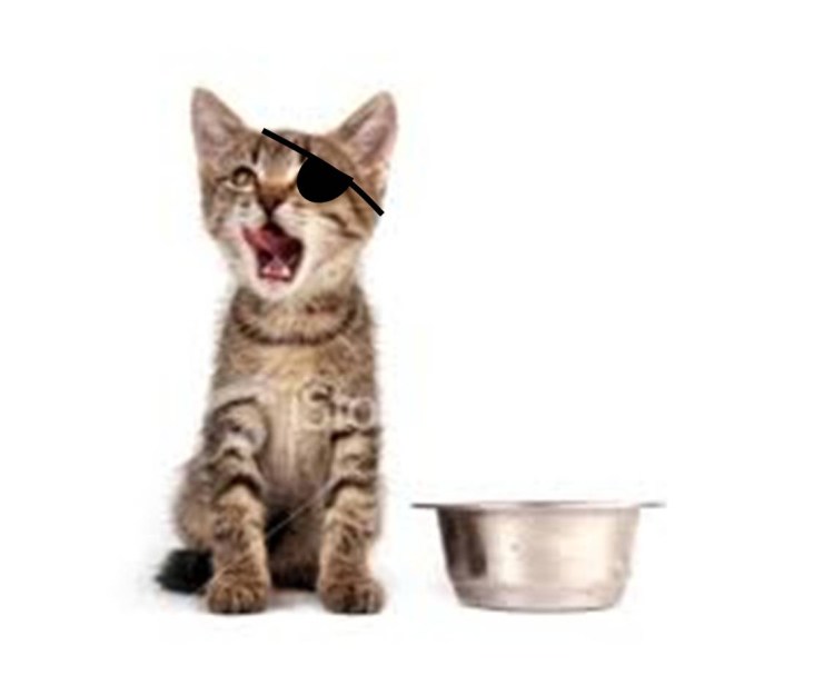 Кот на задних лапах просит