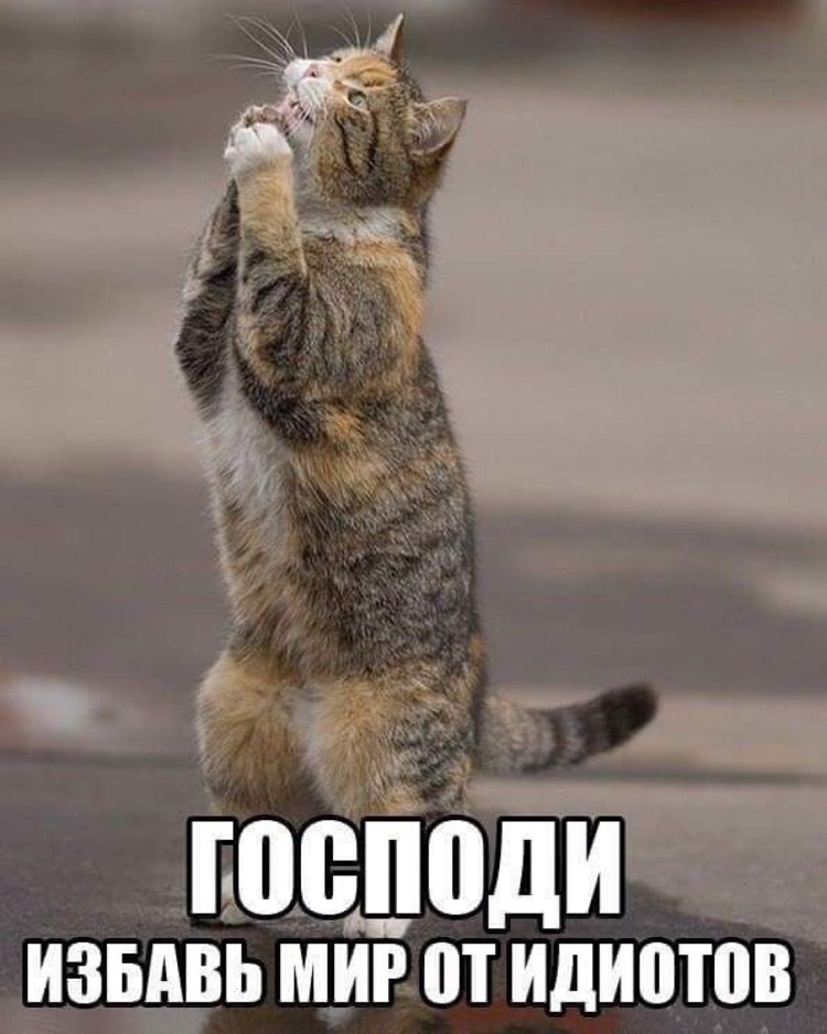 Кот просит помощи