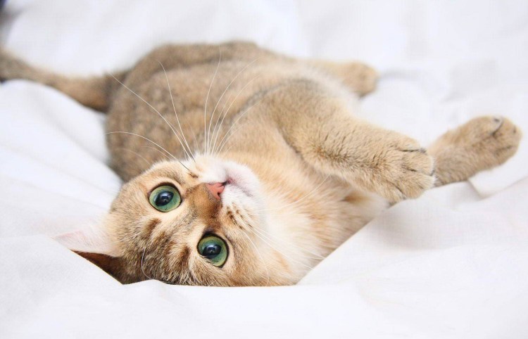 Кошка просит кота