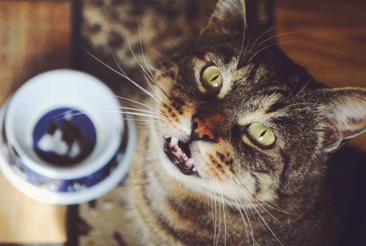 Кот клянчит