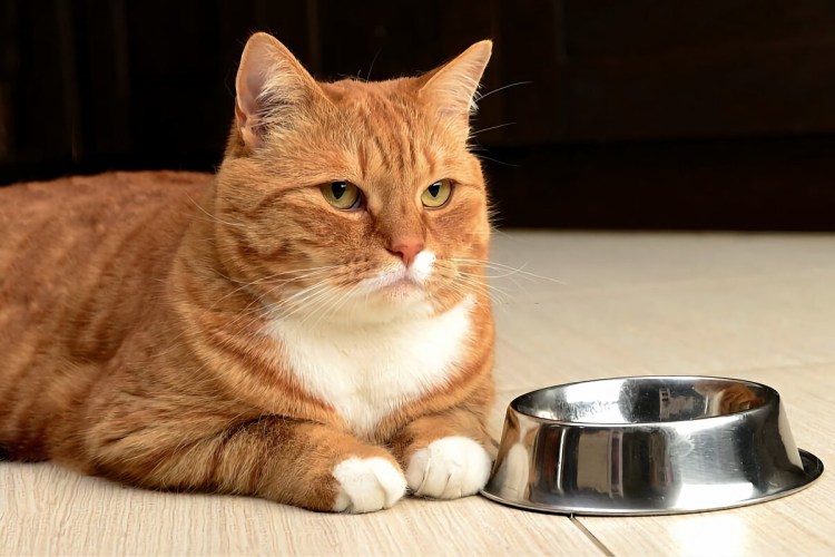 Миска для кота