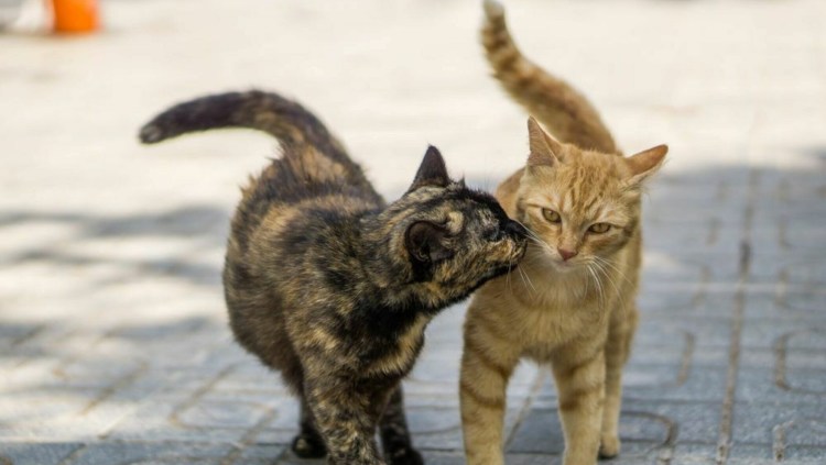 Милый котик просит