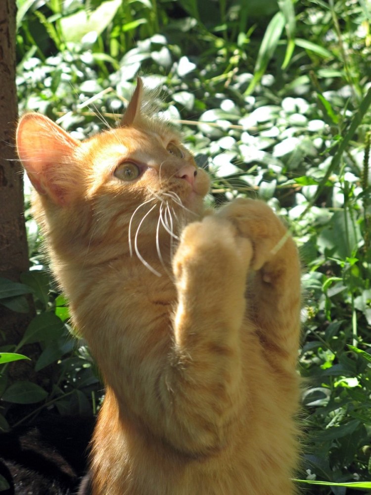 Жалобный кот