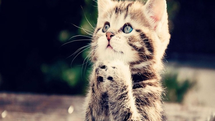 Кот просит еду