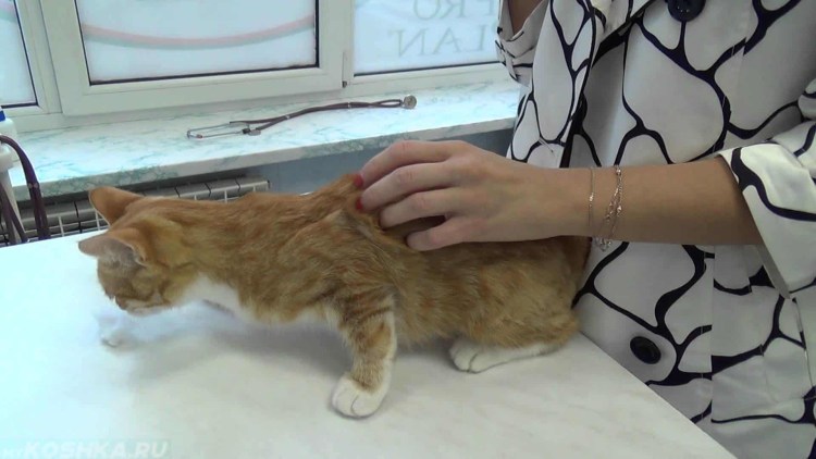 Кошка облизывается