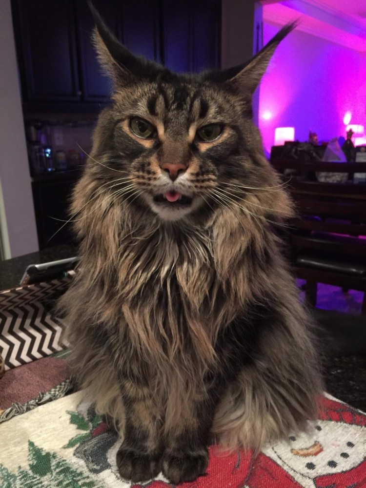 Прикол про Мейн куна