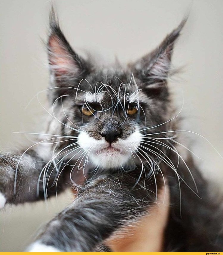 Смешной костюм Мейн кун