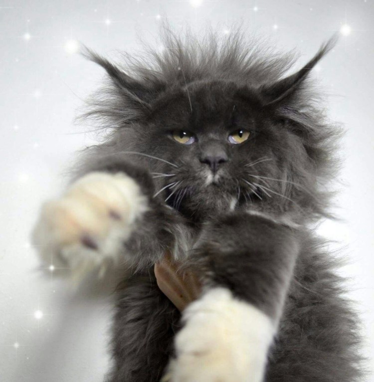 Кот Мейн кун злой