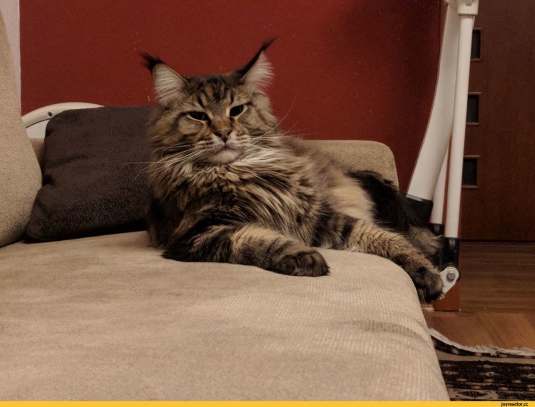 Мейн кун приколы с надписями